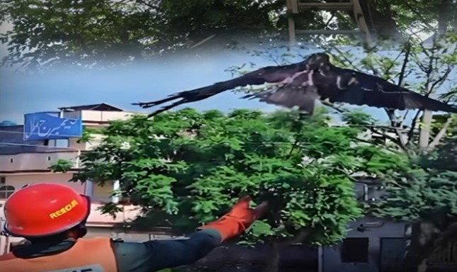 Rescue 1122 Saves Kite Trapped in Tree in Sarai Alamgir