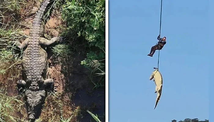 Human remains found in 15-foot crocodile after dramatic recovery operation in South Africa