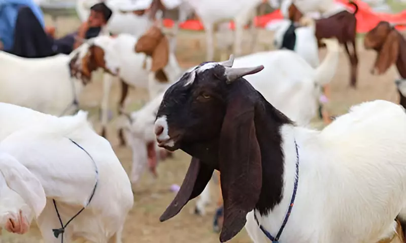 Sacrificial Goat Stolen in Jhelum Ahead of Eidul Azha