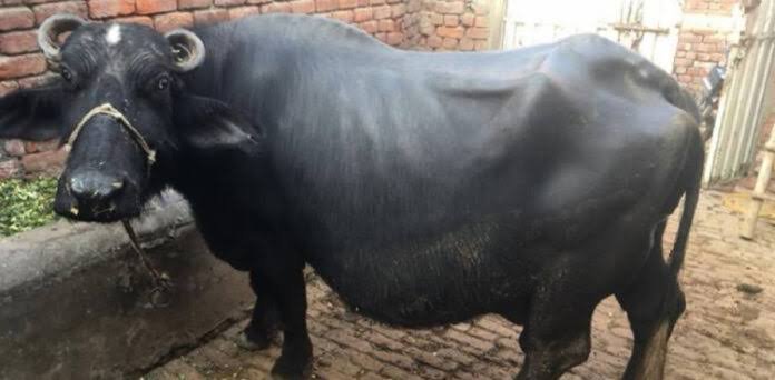 Buffalo dies after attackers allegedly mutilate animal in Gujrat village